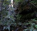 120px rainforest bluemountainsnsw